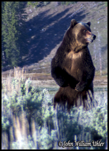 Grizzly Bear by John William Uhler ~ © Copyright All Rights Reserved