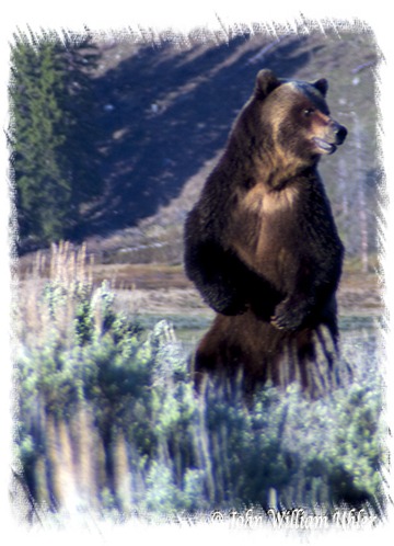 Yellowstone Grizzly Bear taken Spring 2014 ~ © Copyright John William Uhler All Rights Reserved