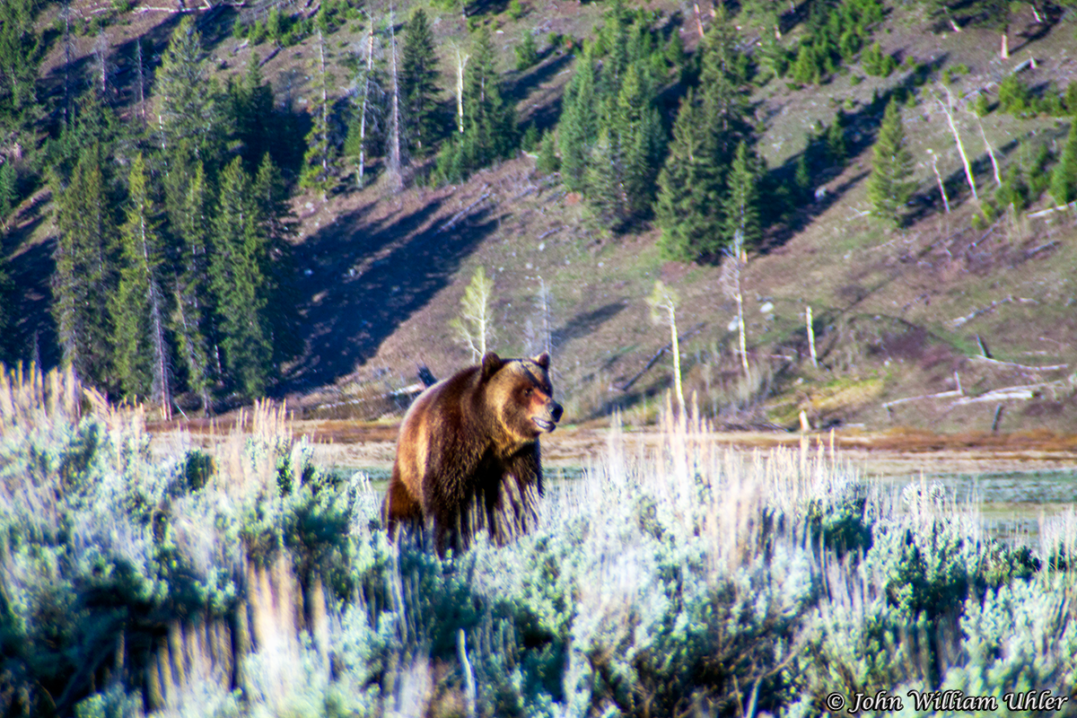 yellowstone bear tourist