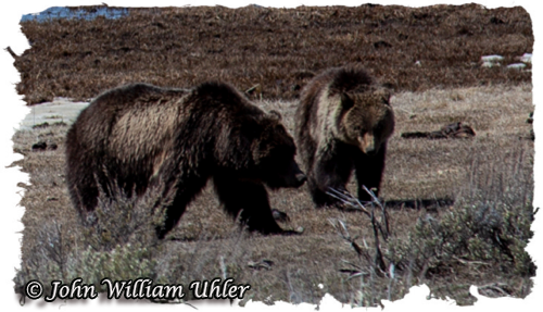 Yellowstone Grizzly Bears ~ Taken on April 20th, 2018 © Copyright All Rights Reserved John William Uhler
