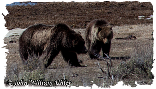 Yellowstone Grizzly bears by John William Uhler ~ © Copyright John William Uhler All Rights Reserved