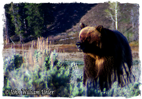 Yellowstone Grizzly Bear by John William Uhler © Copyright All Rights Reserved