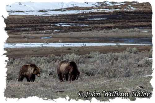 Yellowstone Grizzly Bears ~ Taken on April 20th, 2018 © Copyright All Rights Reserved John William Uhler