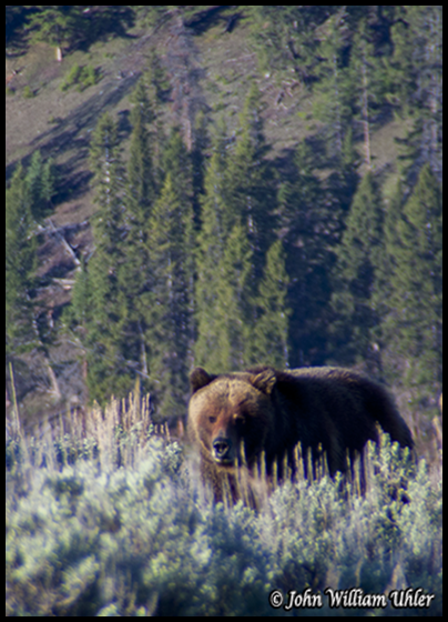 Yellowstone Grizzly Bear taken Spring 2014 ~ © Copyright All Rights Reserved John William Uhler