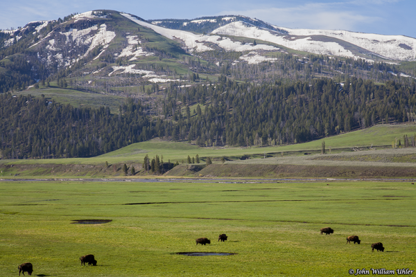 Lamar Valley ~ © Copyright All Rights Reserved John William Uhler