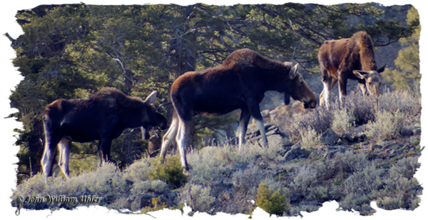 Yellowstone Moose ~ © Copyright All Rights Reserved John William Uhler