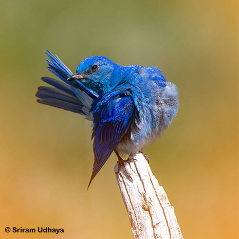 Mountain Blue Bird ~ © Copyright Sriram Udhaya All Rights Reserved
