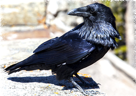 Yellowstone Raven ~ © Copyright All Rights Reserved John William Uhler