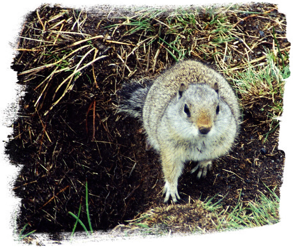 Uinta Ground Squirrel in Yellowstone National Park by John William Uhler © Copyright All Rights Reserved