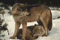 Wolves