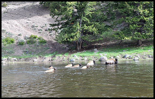 Bison Crossing the Madison River ~ © Copyright All Rights Reserved Jeff Womack