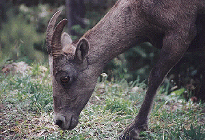 Big Horn Ewe on Mount Washburn by John W. Uhler - 31 August 1997