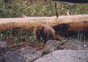 Yellow-bellied Marmot by John W. Uhler - June 1998 ©