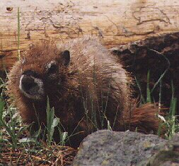Yellow-bellied Marmot by John W. Uhler - June 1998 ©