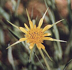 Yellow Salsify by John W. Uhler - July 1998 &copy;