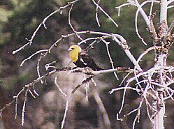 Yellow-headed Blackbird by John W. Uhler - June 1998 ©