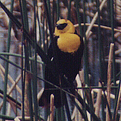 Yellow-headed Blackbird by John W. Uhler &copy;