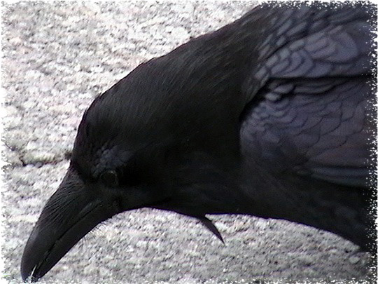 Raven by John William Uhler ©