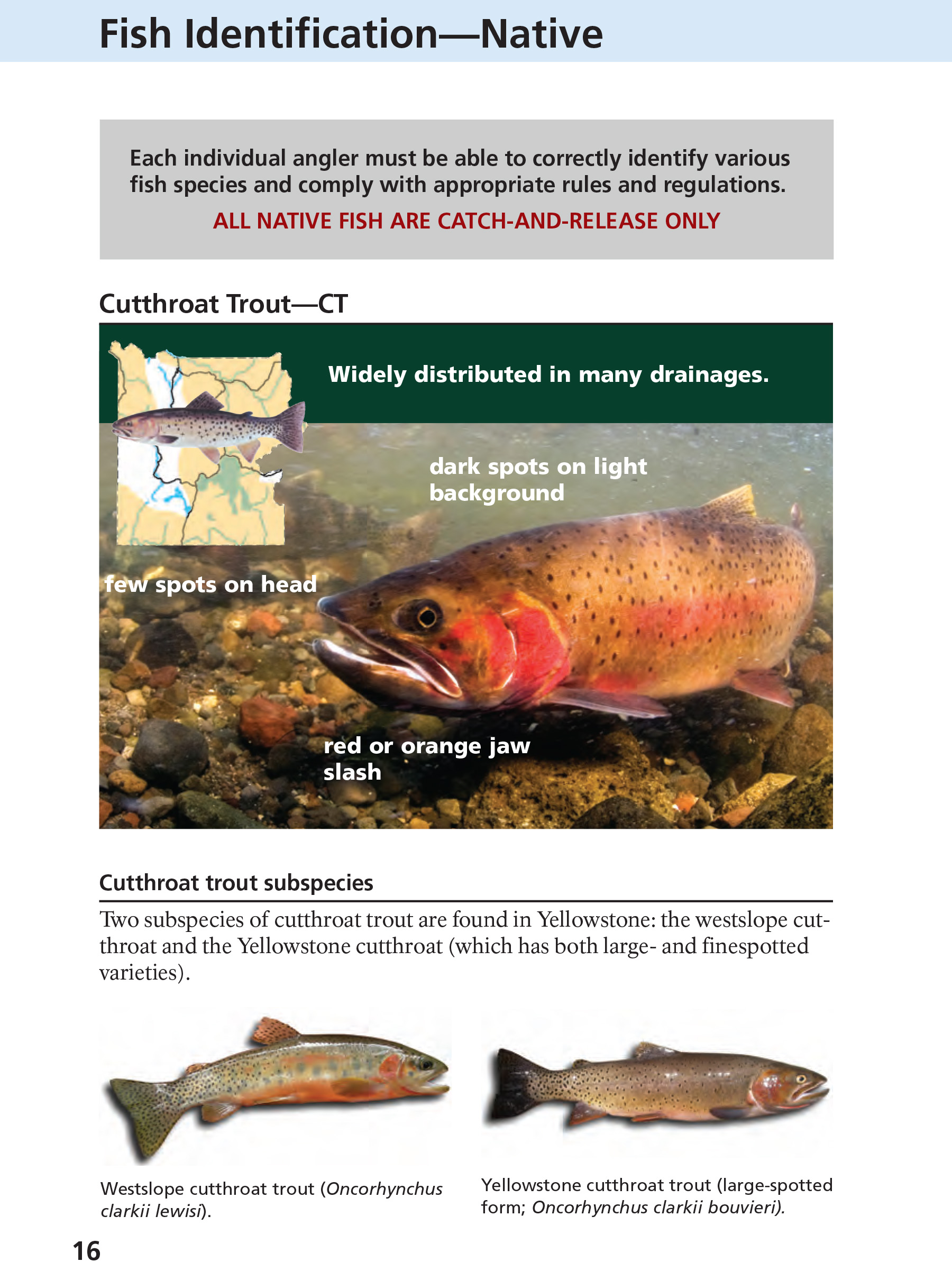 Yellowstone Fishing Regulations Page 16 - NPS Image