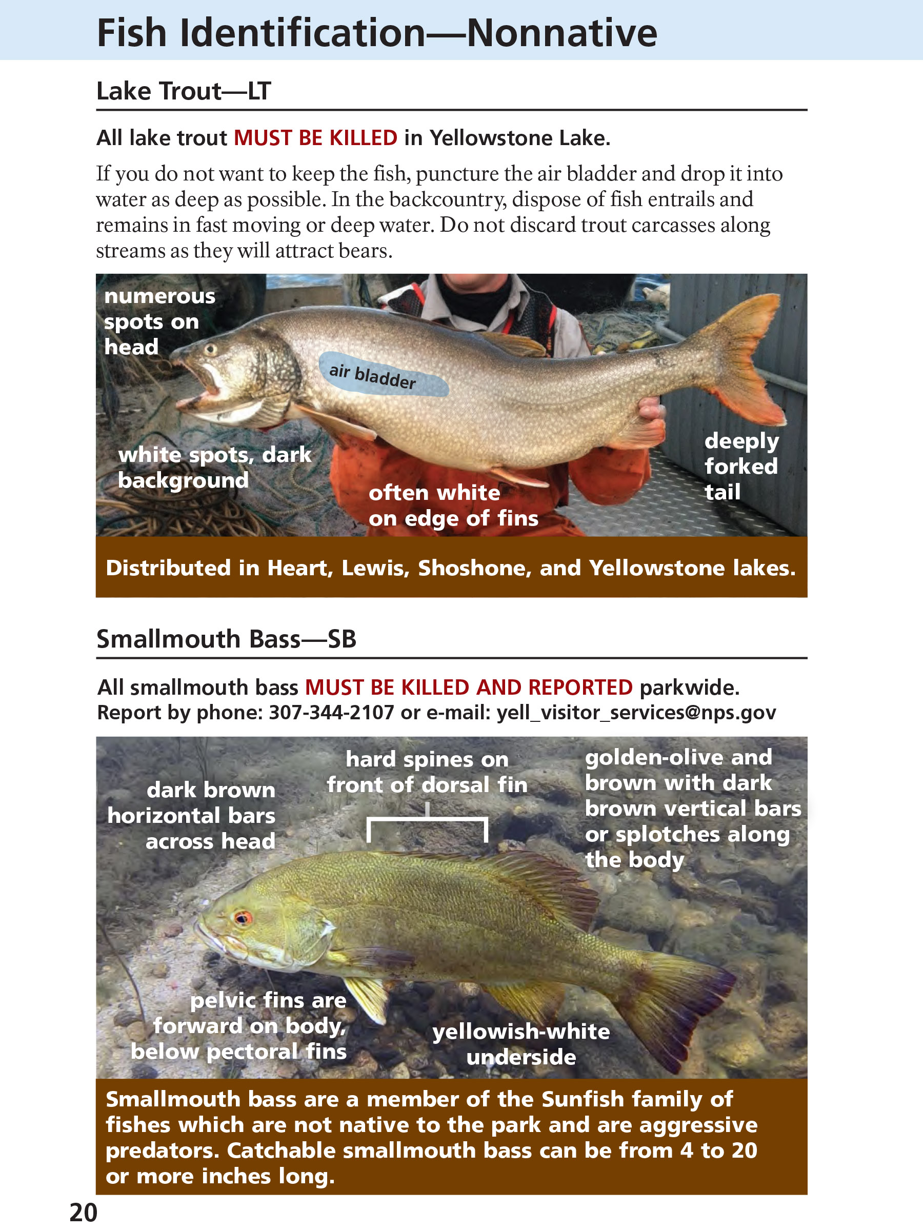 Yellowstone Fishing Regulations Page 20 - NPS Image