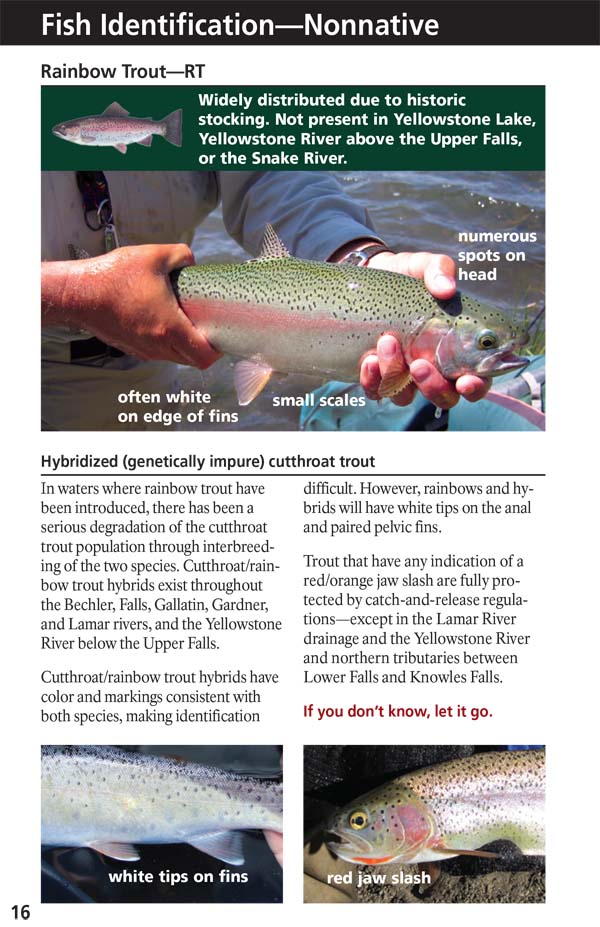 Yellowstone Fishing Regulations Page 18 - NPS Image