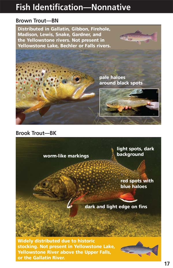 Yellowstone Fishing Regulations Page 19 - NPS Image