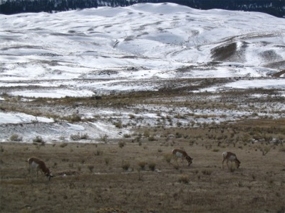 Antelope - 06 February 2005 by John W. Uhler ©