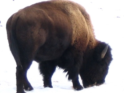 Bison - 06 February 2005 by John W. Uhler ©