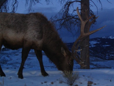 Evening Bull Elk - 05 February 2005 by John W. Uhler ©