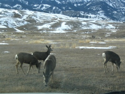 Mule Deer - 06 February 2005 by John W. Uhler ©