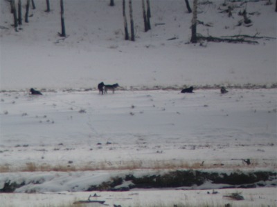 Druid Peak Pack - 06 February 2005 by John W. Uhler ©