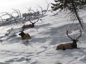 Bull Elk - 12 Jan 2005 by John W. Uhler ©