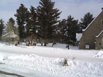 Mammoth Elk Herd by Chapel - 12 Jan 2005 by John W. Uhler ©