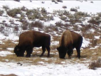 Bison Grazing - 29 Jan 2005 by John W. Uhler © Copyright - All Rights Reserved