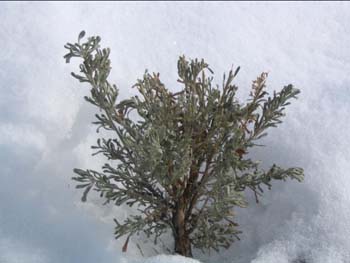 Sage Brush - 29 Jan 2005 by John W. Uhler ©