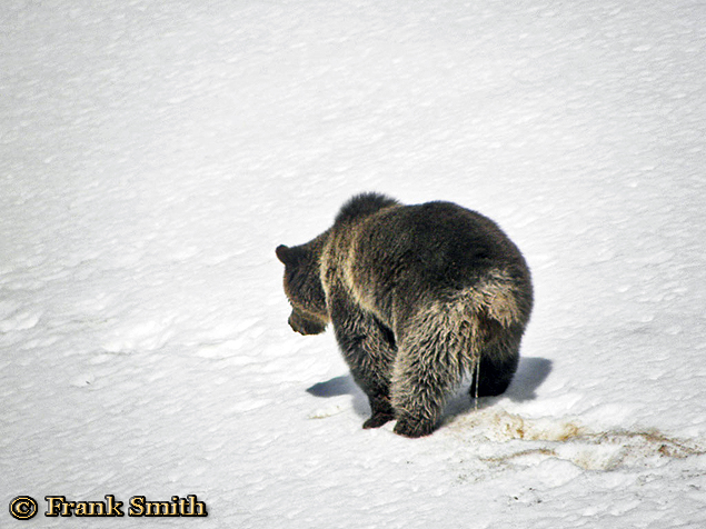 Yellowstone Grizzly Bear taken Spring 2012 ~ © Copyright Frank Smith All Rights Reserved