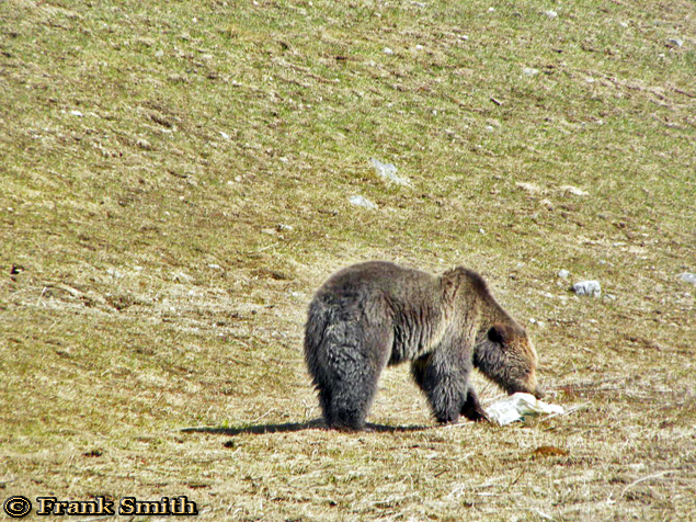 Yellowstone Grizzly Bear taken Spring 2012 ~ © Copyright Frank Smith All Rights Reserved