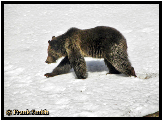 Yellowstone Grizzly Bear taken Spring 2012 ~ © Copyright Frank Smith All Rights Reserved