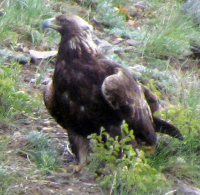 Yellowstone Golden Eagle taken by Gerry Hogston - Spring 2012 © Copyright All Rights Reserved