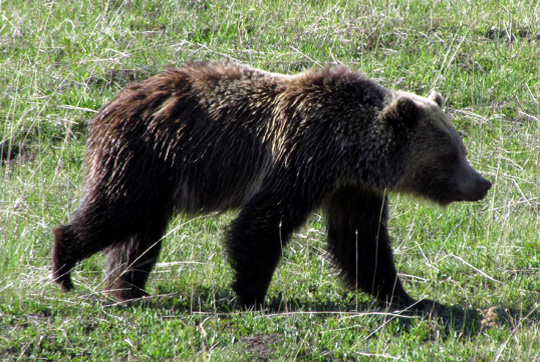 Yellowstone Grizzly Bear taken by Gerry Hogston - Spring 2012 © Copyright All Rights Reserved
