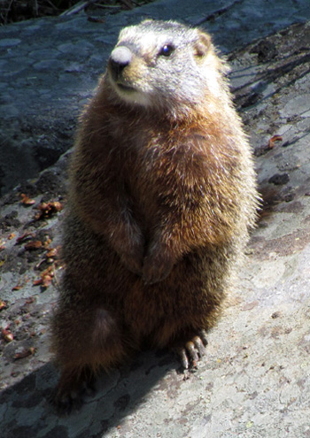 Yellowstone Yellow-bellied Marmot taken by Gerry Hogston - Spring 2012 © Copyright All Rights Reserved