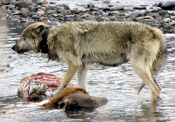 Yellowstone Wolf taken by Gerry Hogston - Spring 2012 © Copyright All Rights Reserved