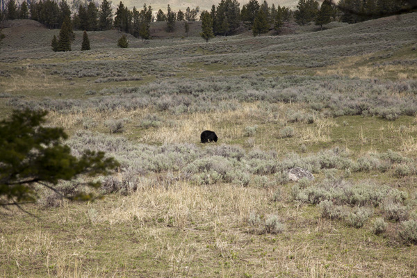 Yellowstone Black Bear taken May 2012 ~ © Copyright All Rights Reserved John William Uhler