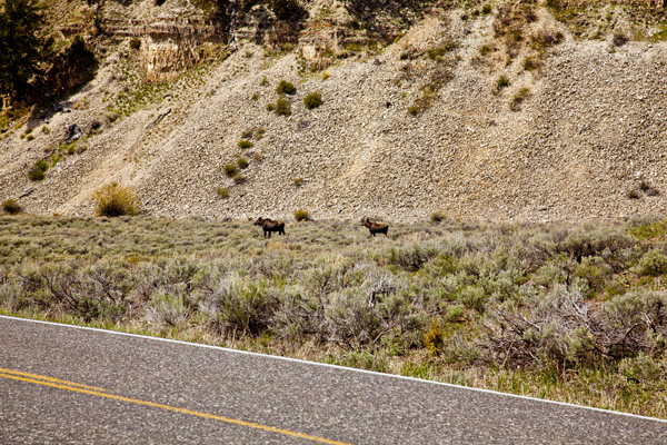 Two Yellowstone Moose taken May 2012 ~ © Copyright All Rights Reserved John William Uhler