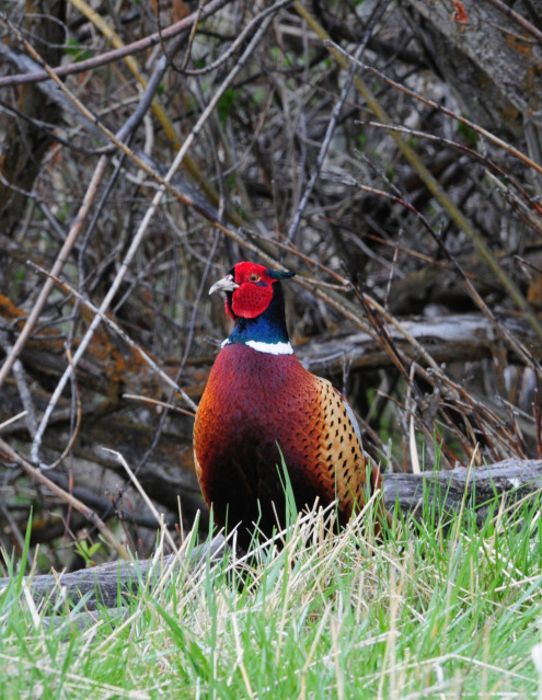 Pheasant by Paul Gore © Copyright All Rights Reserved