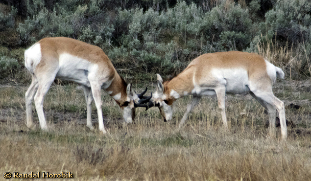Yellowstone Antelope taken Spring 2012 ~ © Randal W. Horobik Copyright All Rights Reserved