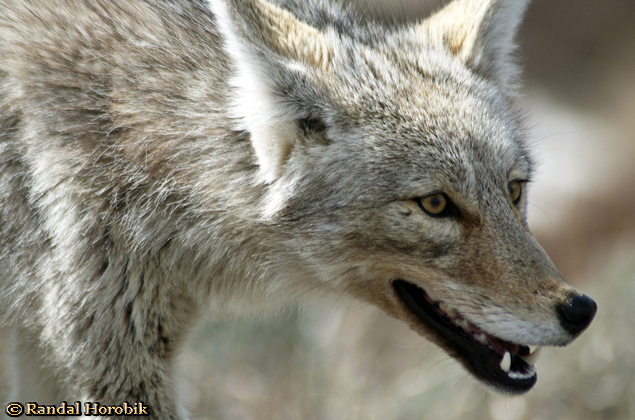 Yellowstone Coyote taken Spring 2012 ~ © Copyright Randal W. Horobik All Rights Reserved