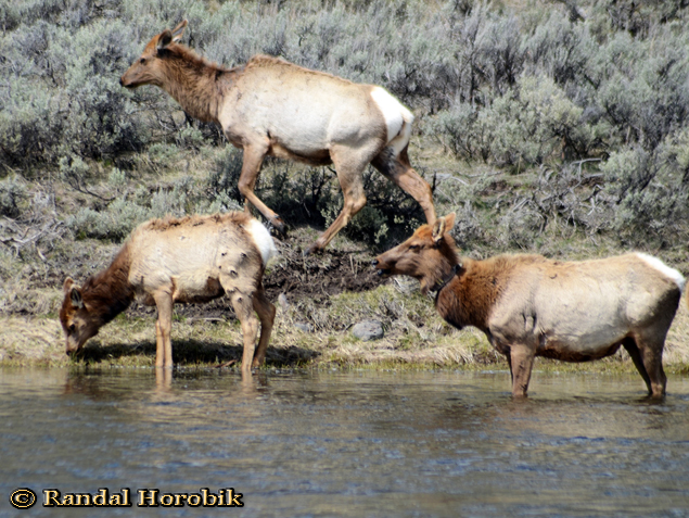 Yellowstone Elk taken Spring 2012 ~ © Copyright Randal W. Horobik All Rights Reserved