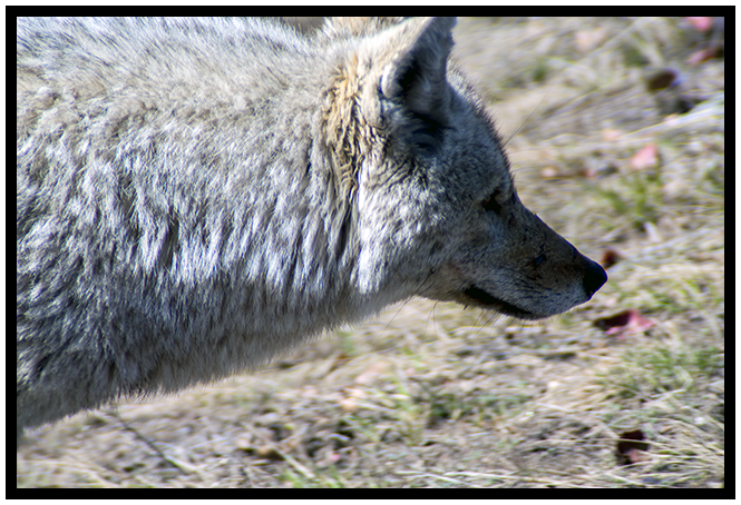 Yellowstone Coyote taken Spring 2014 ~ © Copyright All Rights Reserved John William Uhler