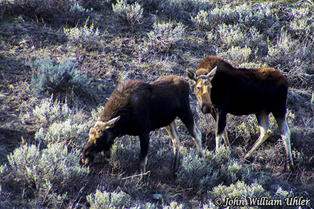 Yellowstone Bull and Cow Moose Spring 2014 ~ © Copyright All Rights Reserved John William Uhler